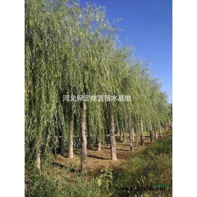 金絲垂柳 河北金絲垂柳基地