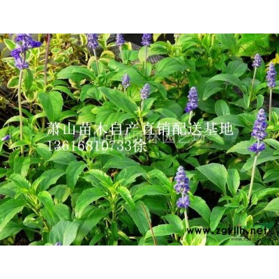 蕭山花木一站式供應商：醋醬草/美國薄荷/百子蓮/朱頂紅/腎蕨