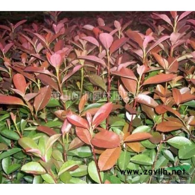 蕭山木槿自產(chǎn)直銷供應(yīng)報價