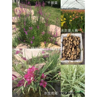 浙江地區(qū)美麗月見草直銷供應(yīng)報價