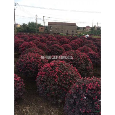 浙江地區紅帽子月季直銷供應報價