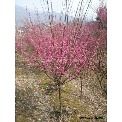 供應10-20公分四季桂