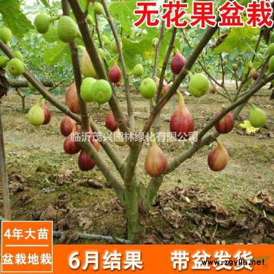 景觀石、金錢石、泰山石山東現貨供應