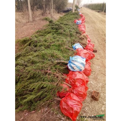 江蘇沭陽構樹照片/構樹價格/構樹基地批發