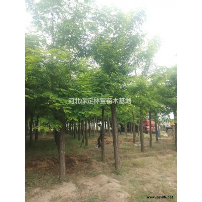 蘭歡 廠家批量直銷金葉榆 金葉榆樹苗 采購批發(fā)