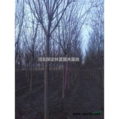 河北專供金葉榆球，高桿金葉榆球，金葉榆懸空球，金葉榆地球