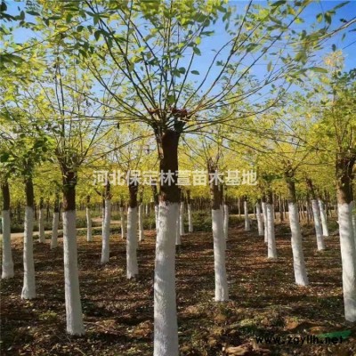 河北沙地柏，河北保定沙地柏，質優(yōu)價廉