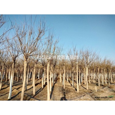 河北金葉榆，金葉榆基地，8公分金葉榆報價