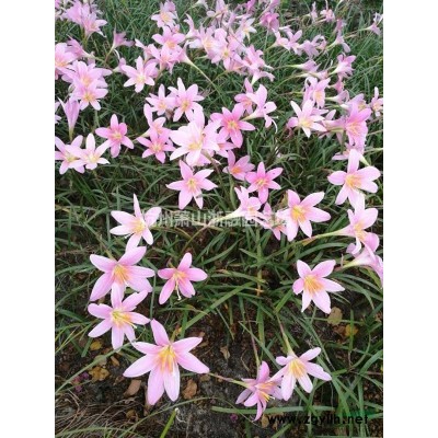 浙江蕭山垂柳供應