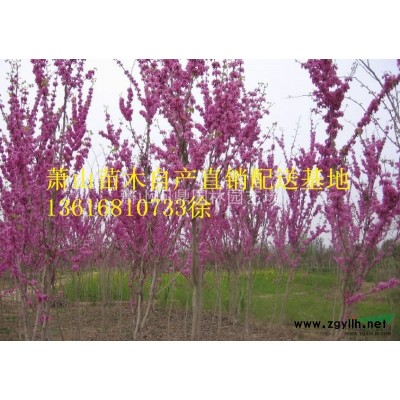 蕭山 小葉扶芳藤 自產直銷供應配送報價