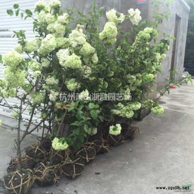 浙江 剛竹 自產直銷配送供應報價