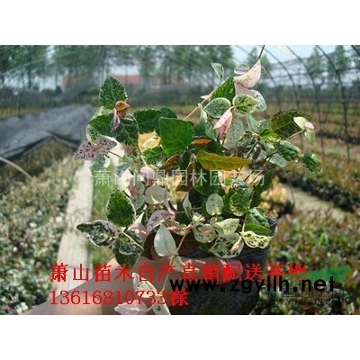 浙江 日本早櫻 自產(chǎn)直銷配送供應(yīng)