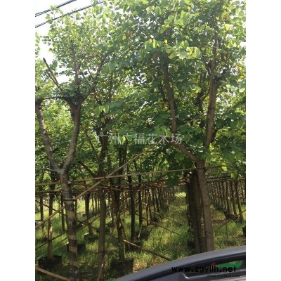 供應大桂花30-50公分直徑