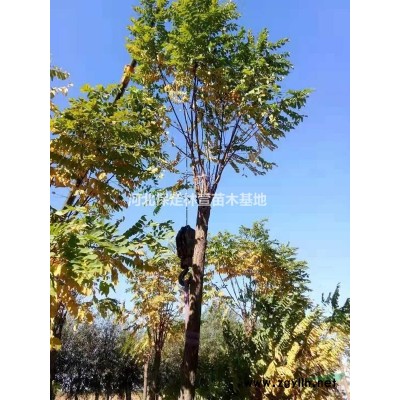 蘭歡 山桃移栽苗 13公分河北山桃 山桃開花樹