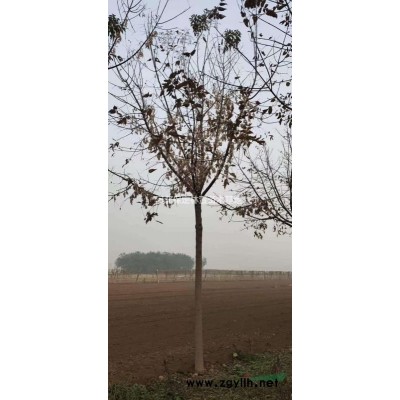 3公分金葉榆，河北保定3公分金葉榆樹(shù)苗低價(jià)處理