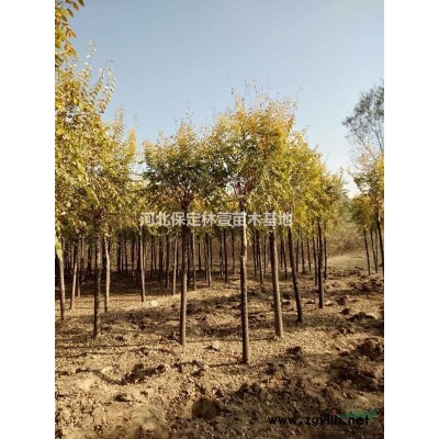 6公分山桃，河北保定，質優(yōu)價廉，歡迎選購