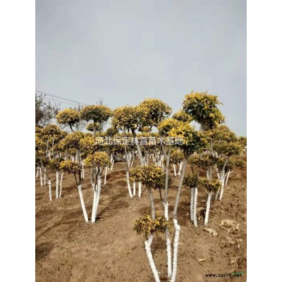 10公分榆樹，河北保定，質優(yōu)價廉