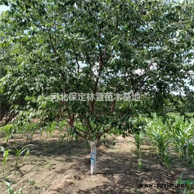 河北刺槐價格便宜，刺槐廠家直銷，基地