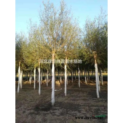 河北刺槐 刺槐基地 10公分刺槐低價處理