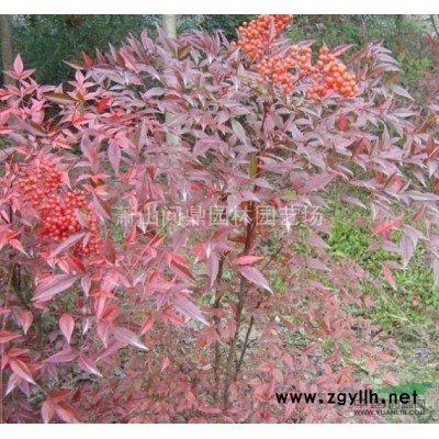 蕭山苗木直銷金邊黃楊/天目瓊花/木繡球/傘房決明/麥冬/海桐