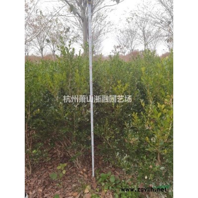 蕭山直供青珊瑚/法國(guó)冬青/珊瑚綠籬/花葉絡(luò)石/慈孝竹/睡蓮/