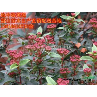 蕭山 速生紫薇 自產直銷供應報價