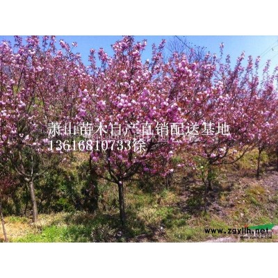 蕭山 雞爪槭 自產(chǎn)直銷配送供應(yīng)