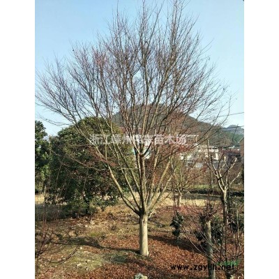 五針松、浙江五針松信息