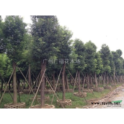 供應(yīng)垂榕柱