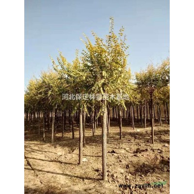 10公分法桐，河北保定，法桐質優(yōu)價廉