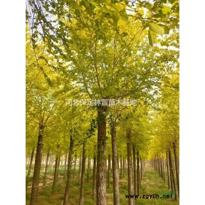 河北刺槐8公分刺槐報(bào)價(jià)