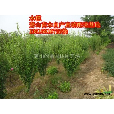 蕭山大花金雞菊/黃金菊/太陽(yáng)花/百日草/雛菊/亞菊/佛甲草