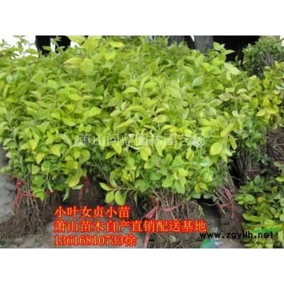 蕭山苗木一站式供應(yīng)鏈服務(wù)商：金葉女貞/金絲桃/彩葉杞柳/茫草