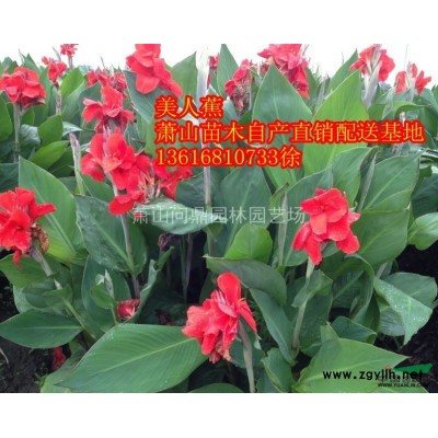 浙江蕭山紅葉碧桃 西俯海棠 垂絲海棠供應(yīng)報(bào)價(jià)