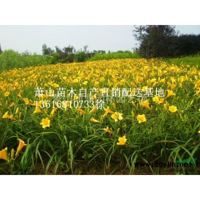 浙江地區(qū)蘭花鼠尾草直銷供應(yīng)報價