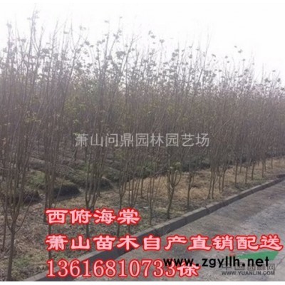 浙江地區(qū)鳶尾直銷供應(yīng)報價