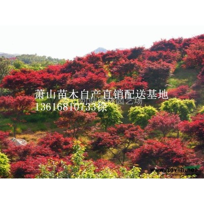 浙江地區金娃娃萱草直銷供應