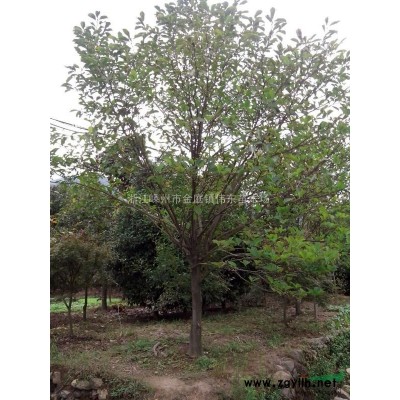 供應低嫁接黃金槐/3-8公分黃金槐