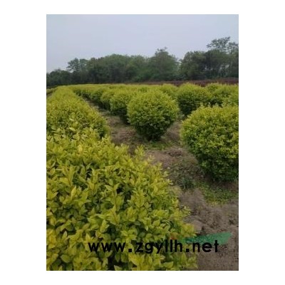 浮床，浮島，生態(tài)浮床，水生植物浮床