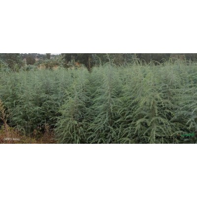 雪松小苗介紹 云南雪松小苗特征/用途