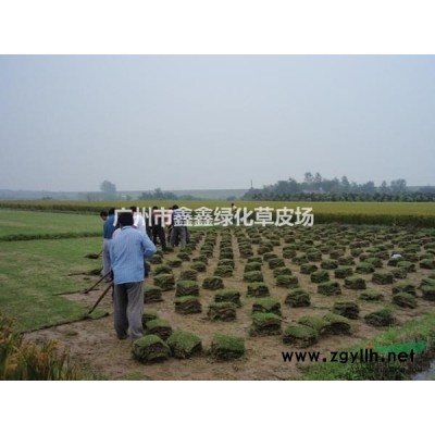 廣州大葉油草價格4.5元/平方