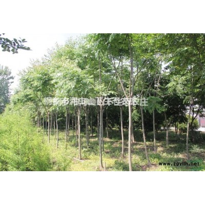 浙江黃山欒樹價格290元/株