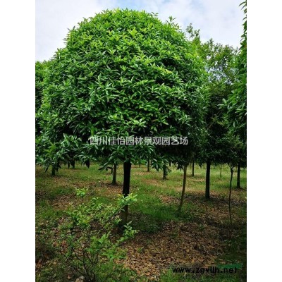 四川高桿桂花介紹 四川高桿桂花價格/批發