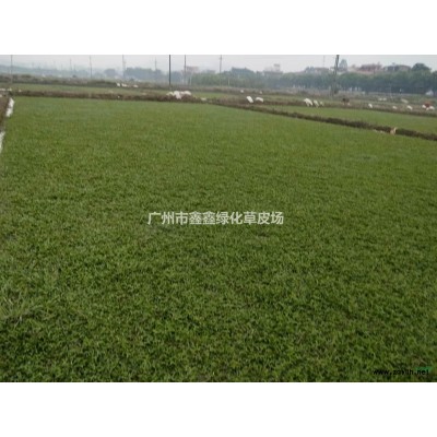 廣州市鑫鑫綠化草皮場_廣州大葉油草_廣州大葉油報價/供應