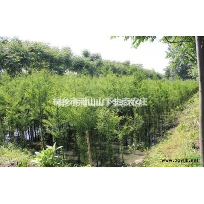 浙江嘉興落羽杉價格35元/株