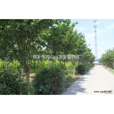 嘉興池杉-浙江池杉報價