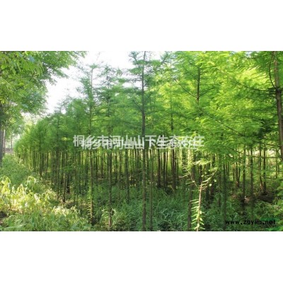 浙江嘉興池杉價格300元/株