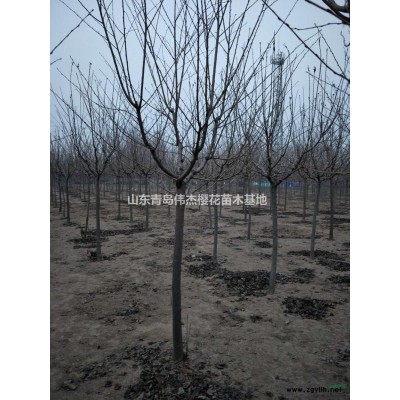 青島櫻花 山東青島櫻花價格/批發(fā)