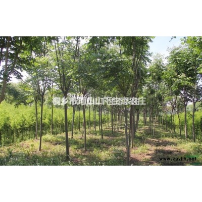 浙江嘉興池杉價格85元/株