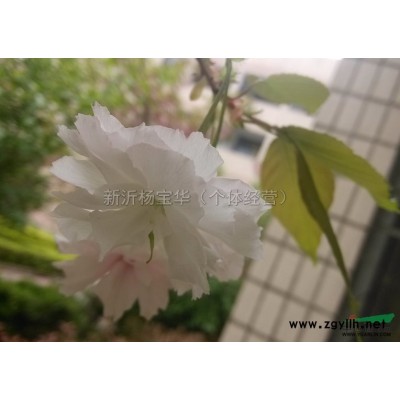 江蘇北美紅櫟 北美紅櫟哪里好